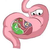 El aparato digestivo. 3er. ciclo Primaria.